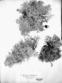 Pseudevernia furfuracea var. furfuracea image